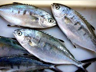 Trachinotus ovatus_013.jpg